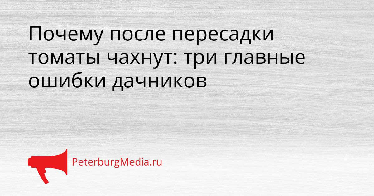 Почему после пересадки томаты чахнут: три главные ошибки дачников