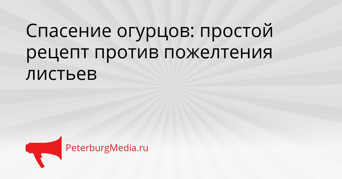 Спасение огурцов: простой рецепт против пожелтения листьев