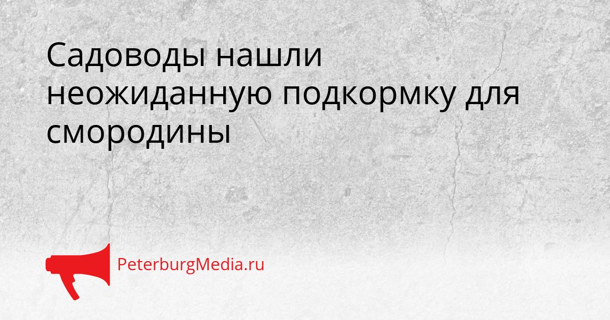 Садоводы нашли неожиданную подкормку для смородины