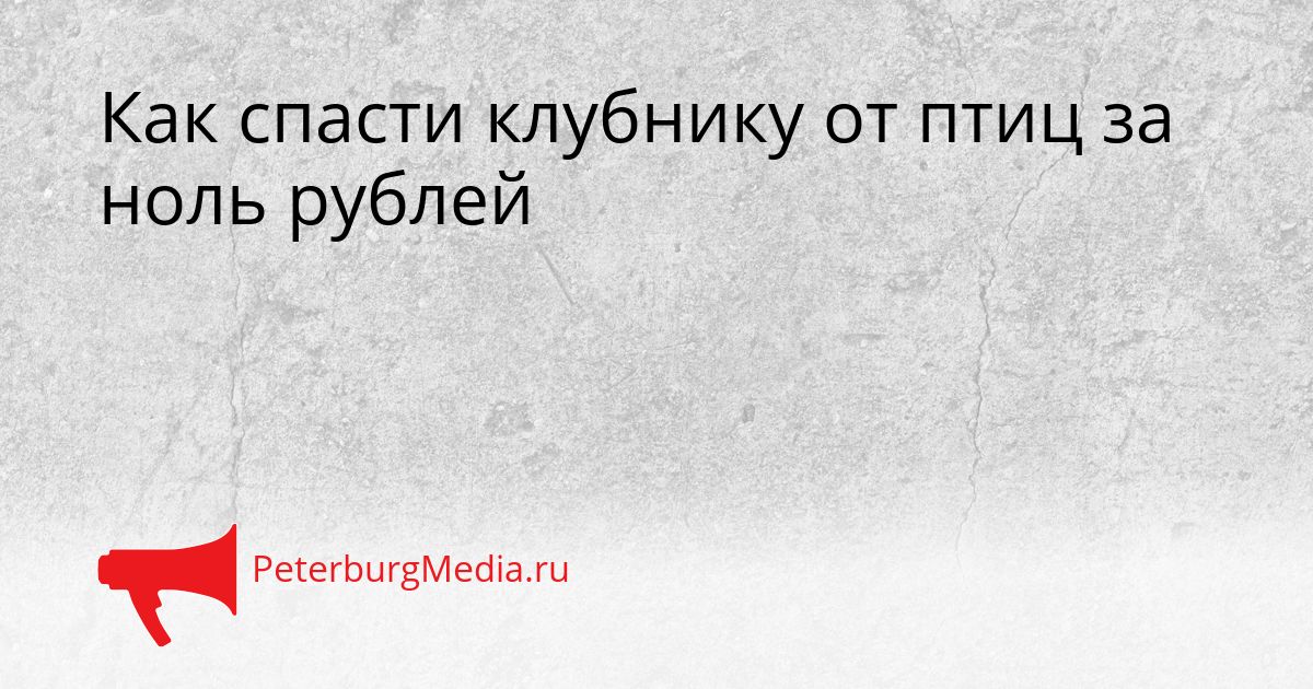 Как спасти клубнику от птиц за ноль рублей