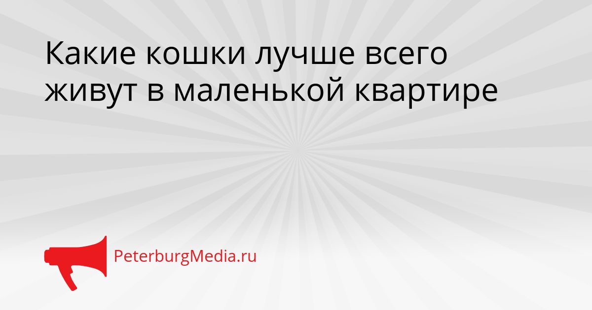 Какие кошки лучше всего живут в маленькой квартире