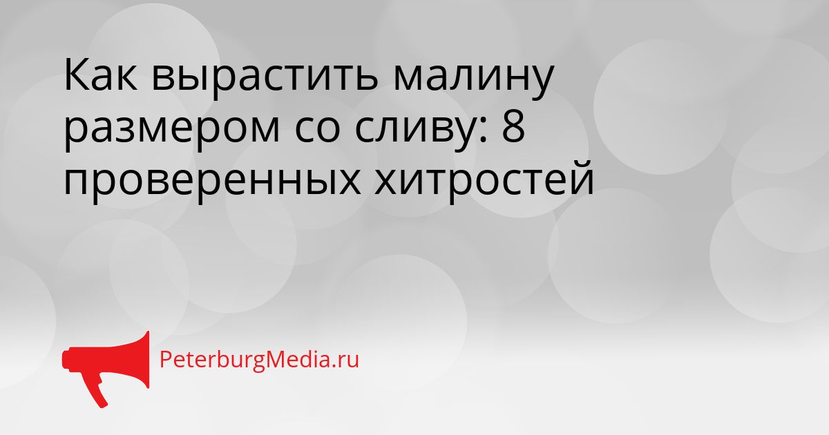 Как вырастить малину размером со сливу: 8 проверенных хитростей