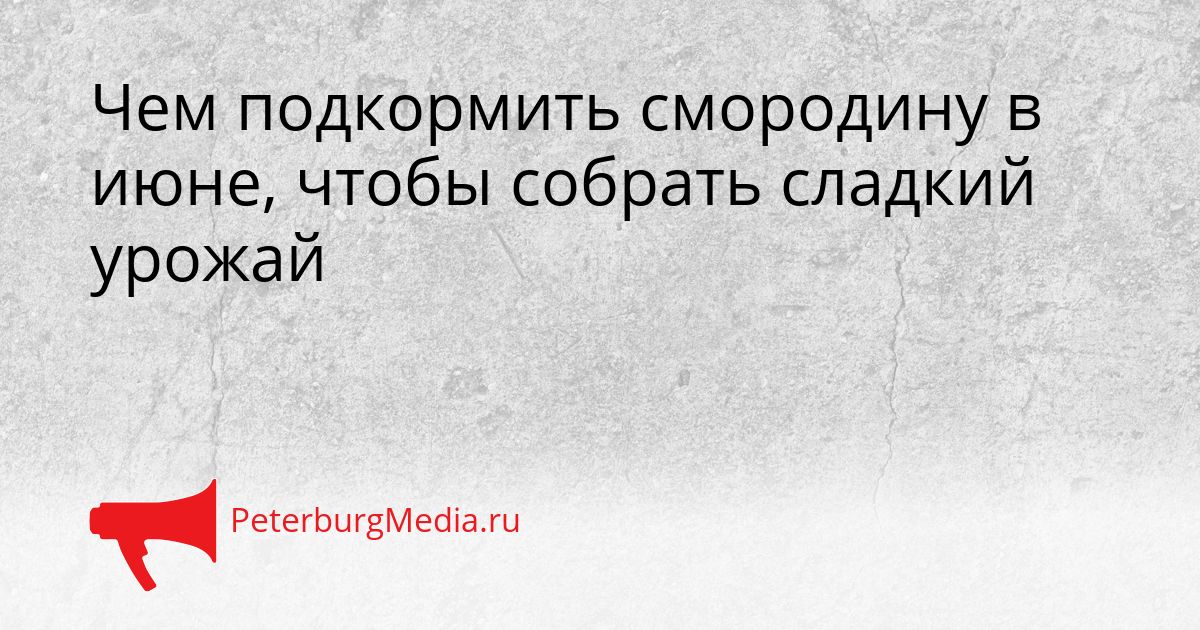Чем подкормить смородину в июне, чтобы собрать сладкий урожай