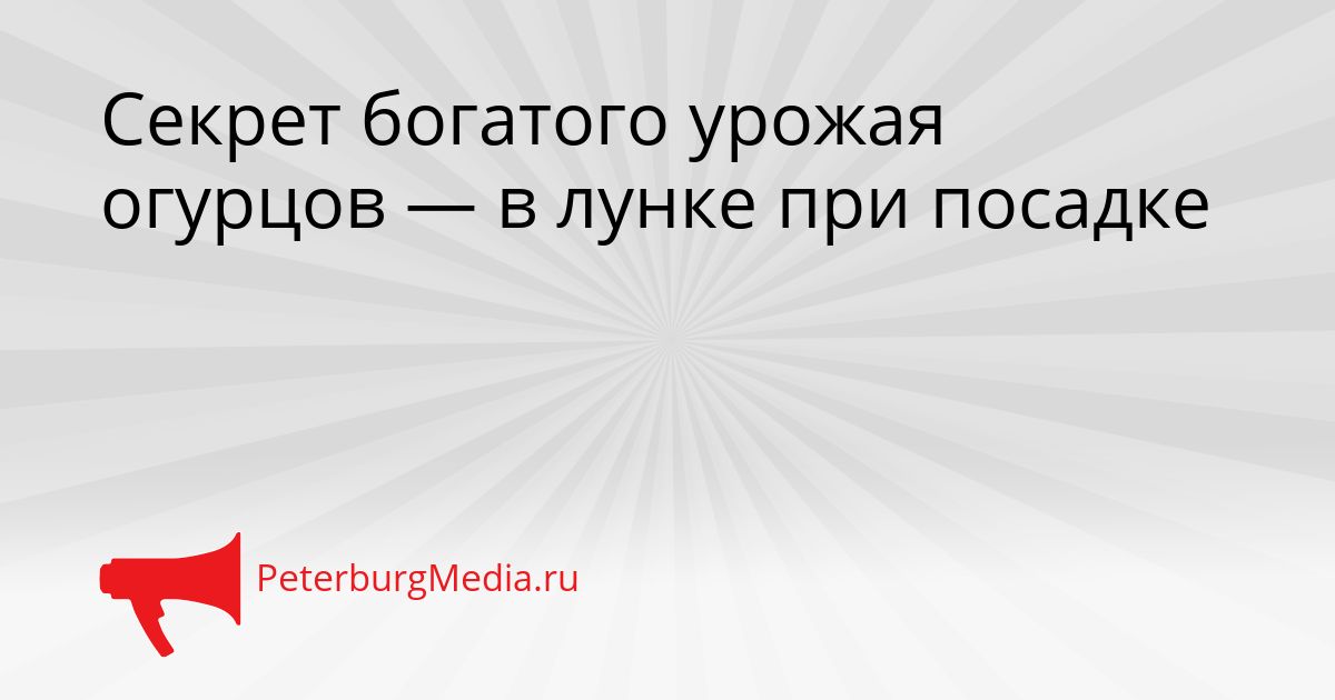Секрет богатого урожая огурцов — в лунке при посадке