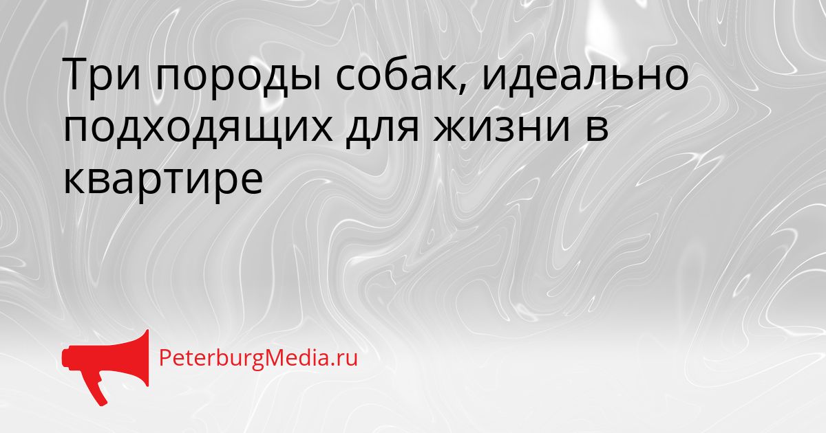 Три породы собак, идеально подходящих для жизни в квартире