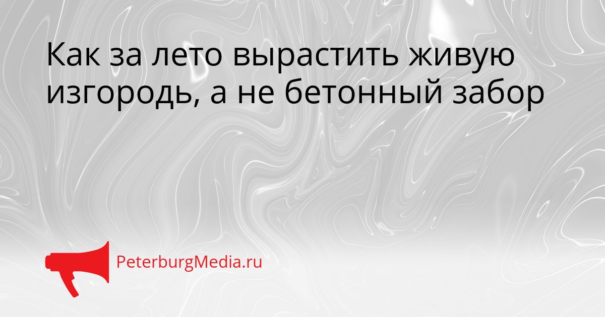 Как за лето вырастить живую изгородь, а не бетонный забор