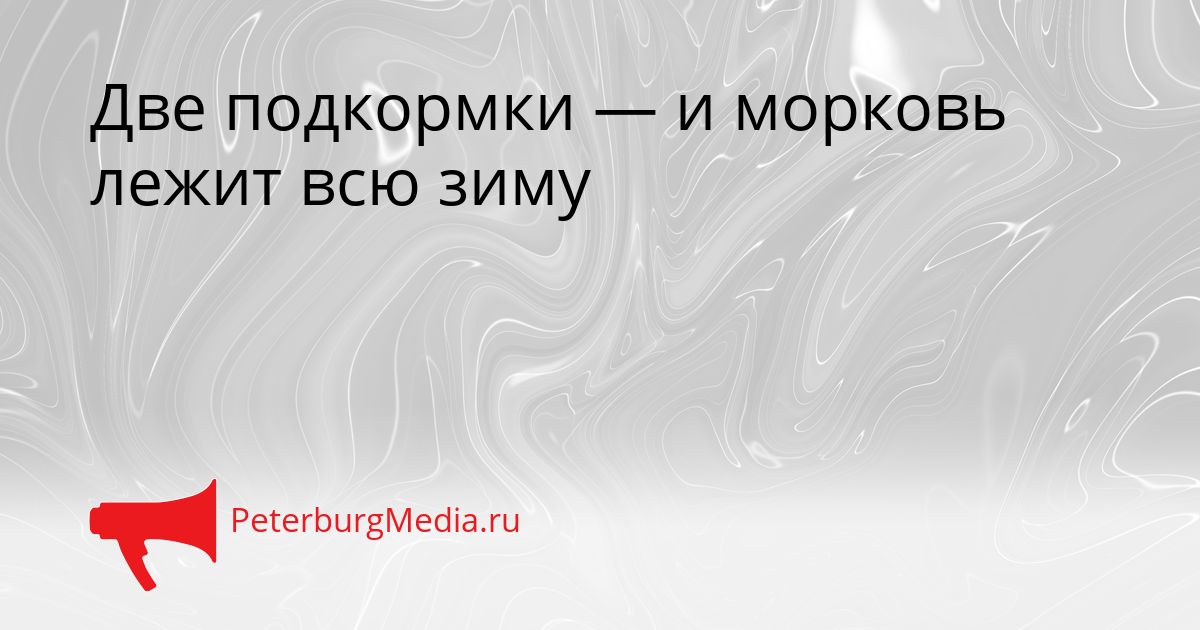 Две подкормки — и морковь лежит всю зиму