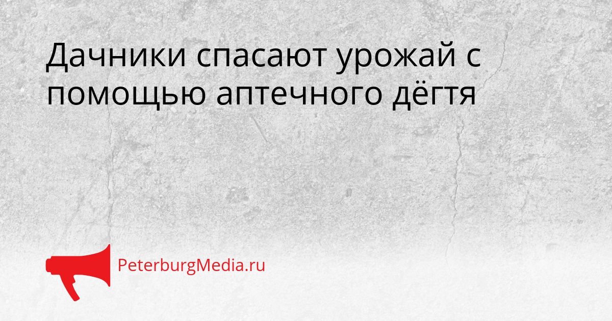 Дачники спасают урожай с помощью аптечного дёгтя