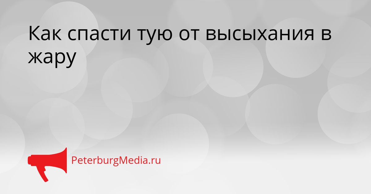 Как спасти тую от высыхания в жару Сгенерировано