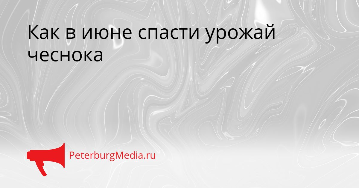 Как в июне спасти урожай чеснока