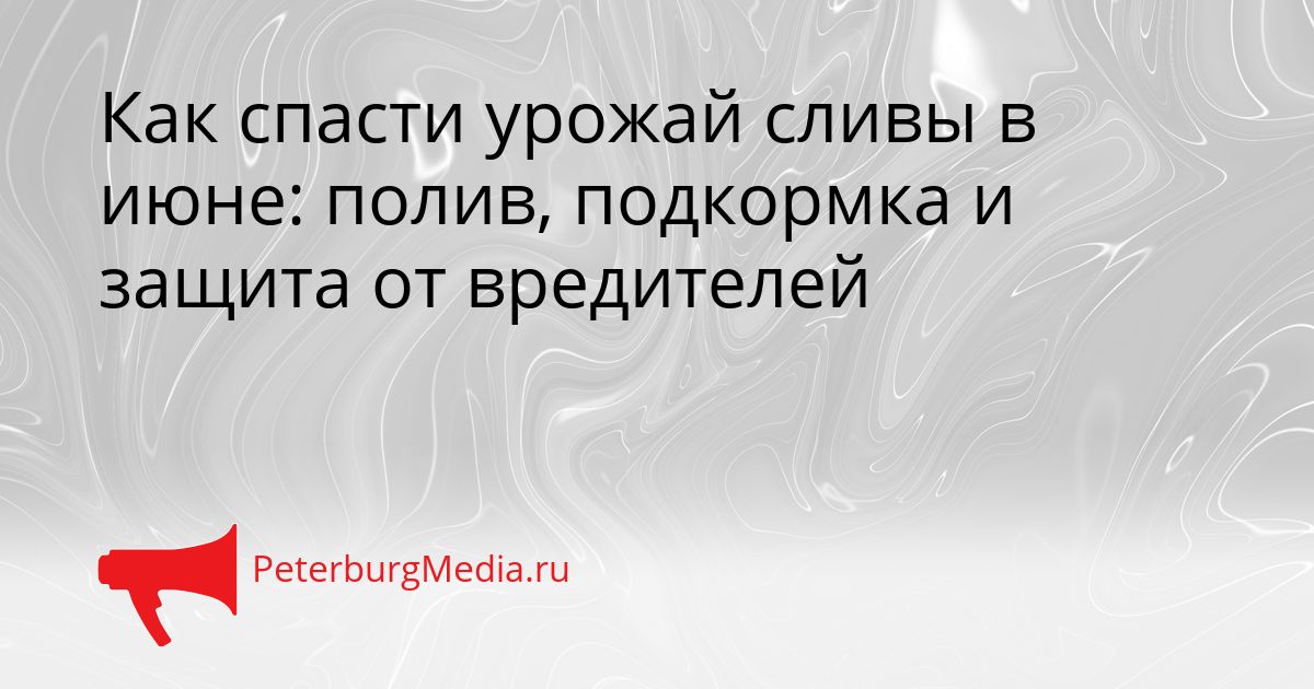 Как спасти урожай сливы в июне: полив, подкормка и защита от вредителей