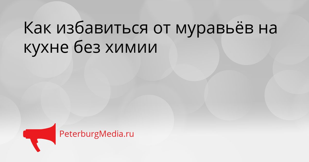 Как избавиться от муравьёв на кухне без химии