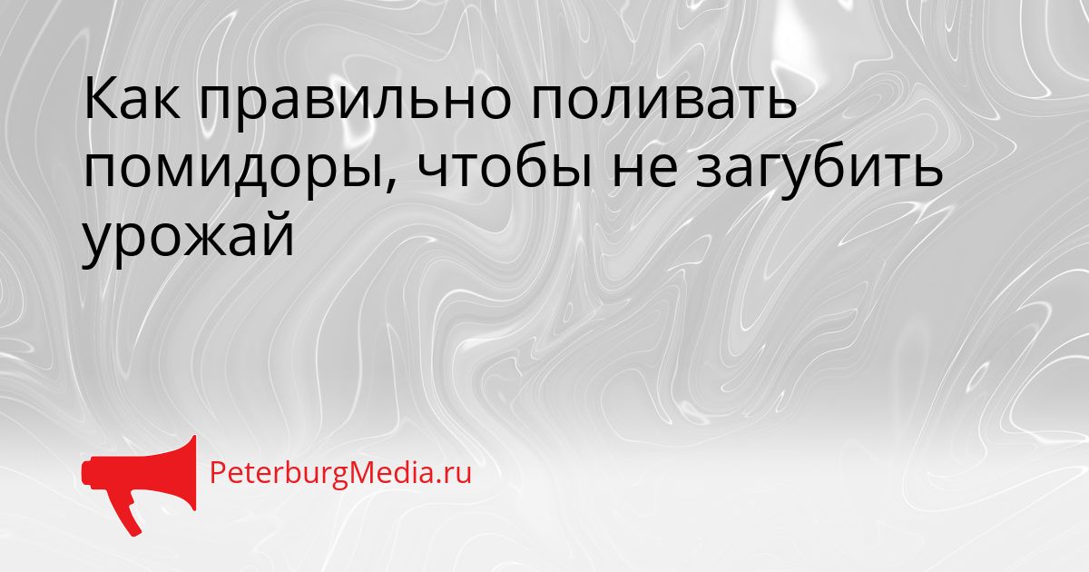 Как правильно поливать помидоры, чтобы не загубить урожай