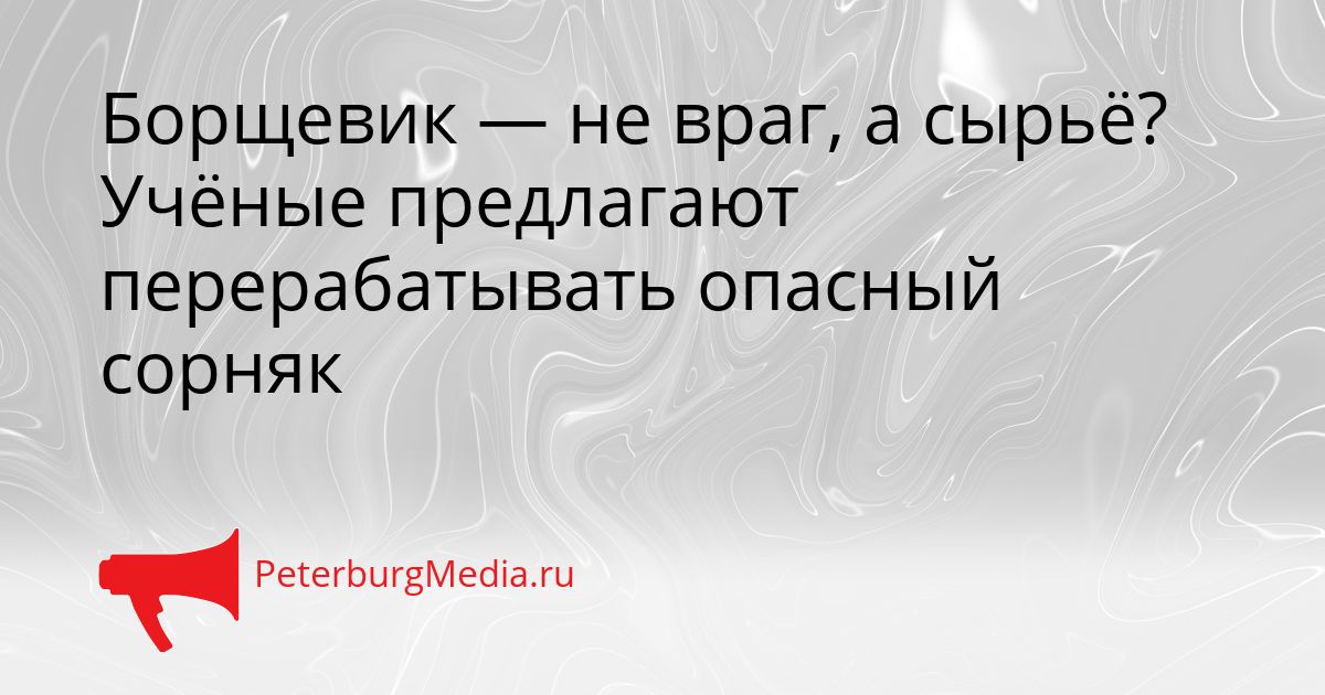 Борщевик — не враг, а сырьё? Учёные предлагают перерабатывать опасный сорняк