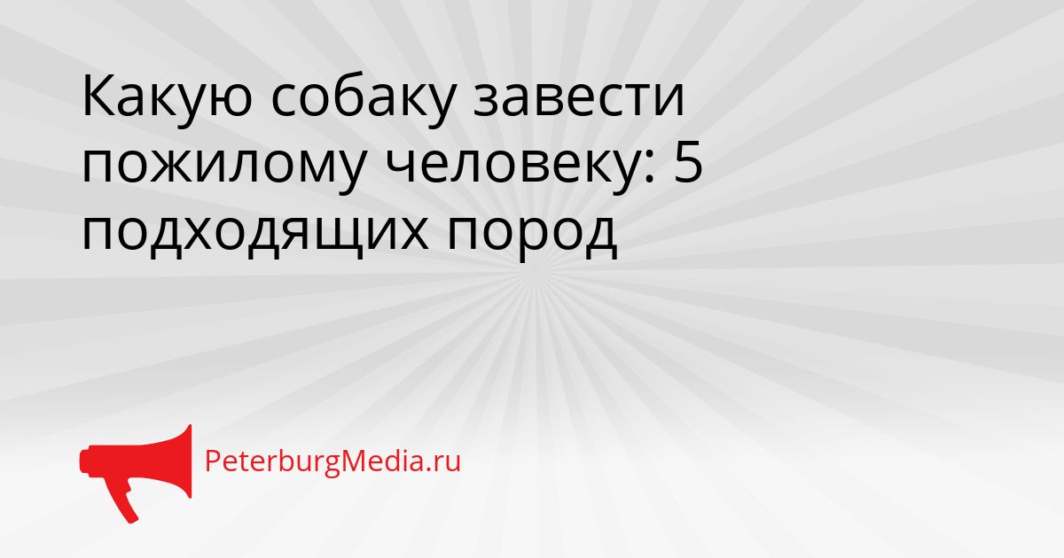 Какую собаку завести пожилому человеку: 5 подходящих пород
