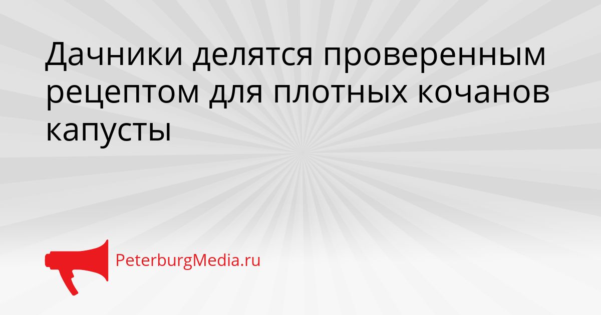 Дачники делятся проверенным рецептом для плотных кочанов капусты