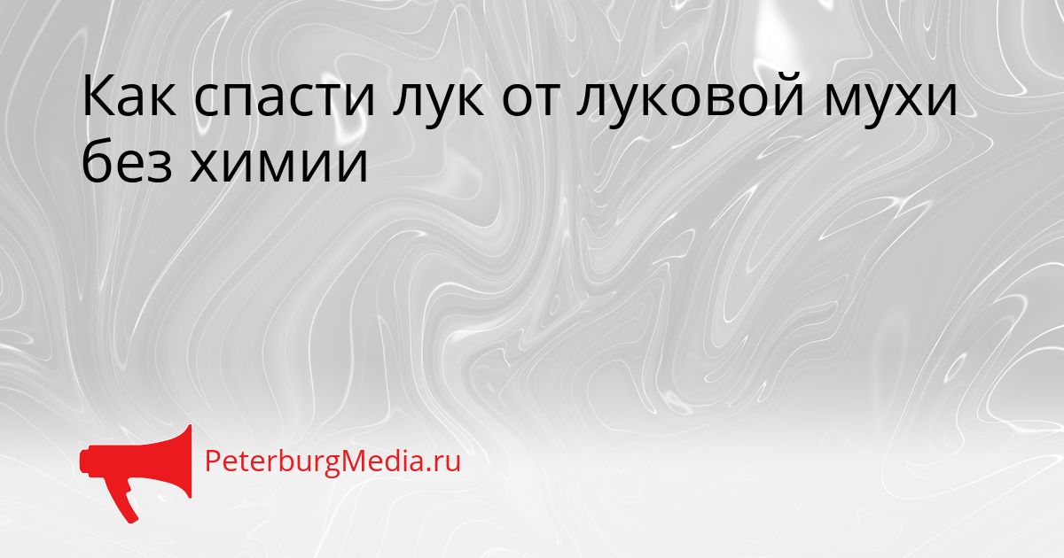 Как спасти лук от луковой мухи без химии