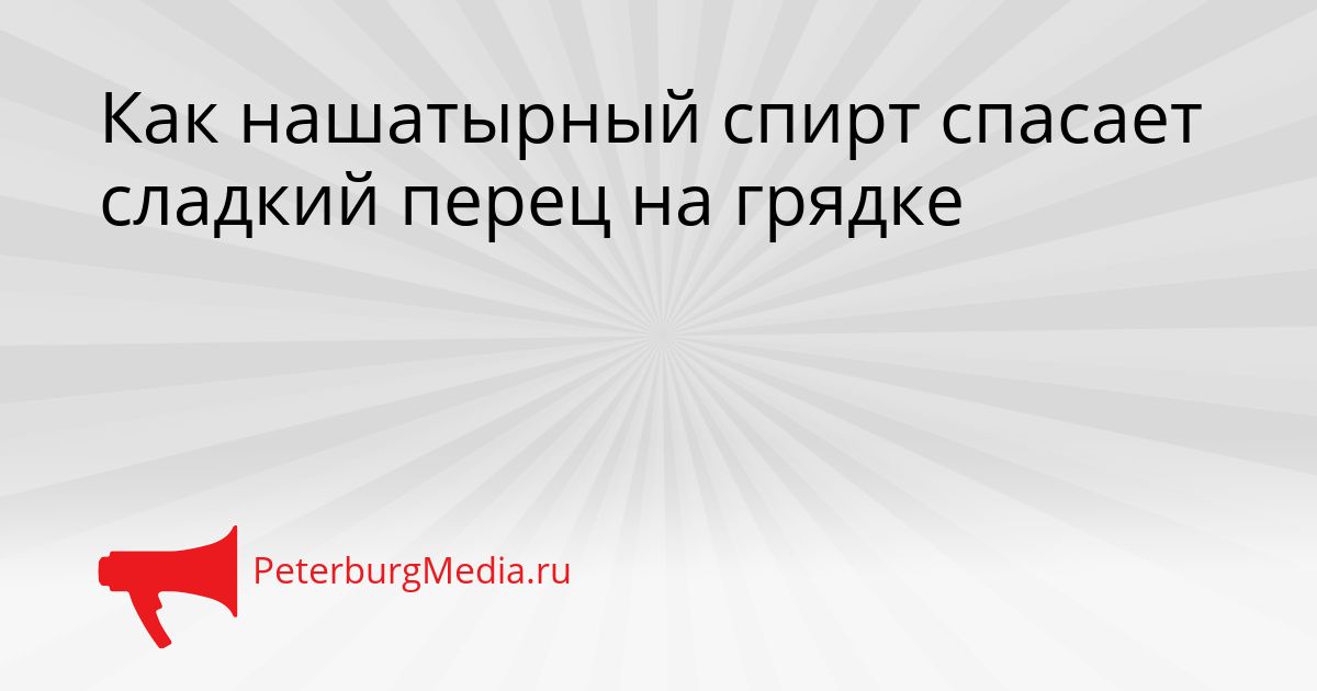 Как нашатырный спирт спасает сладкий перец на грядке