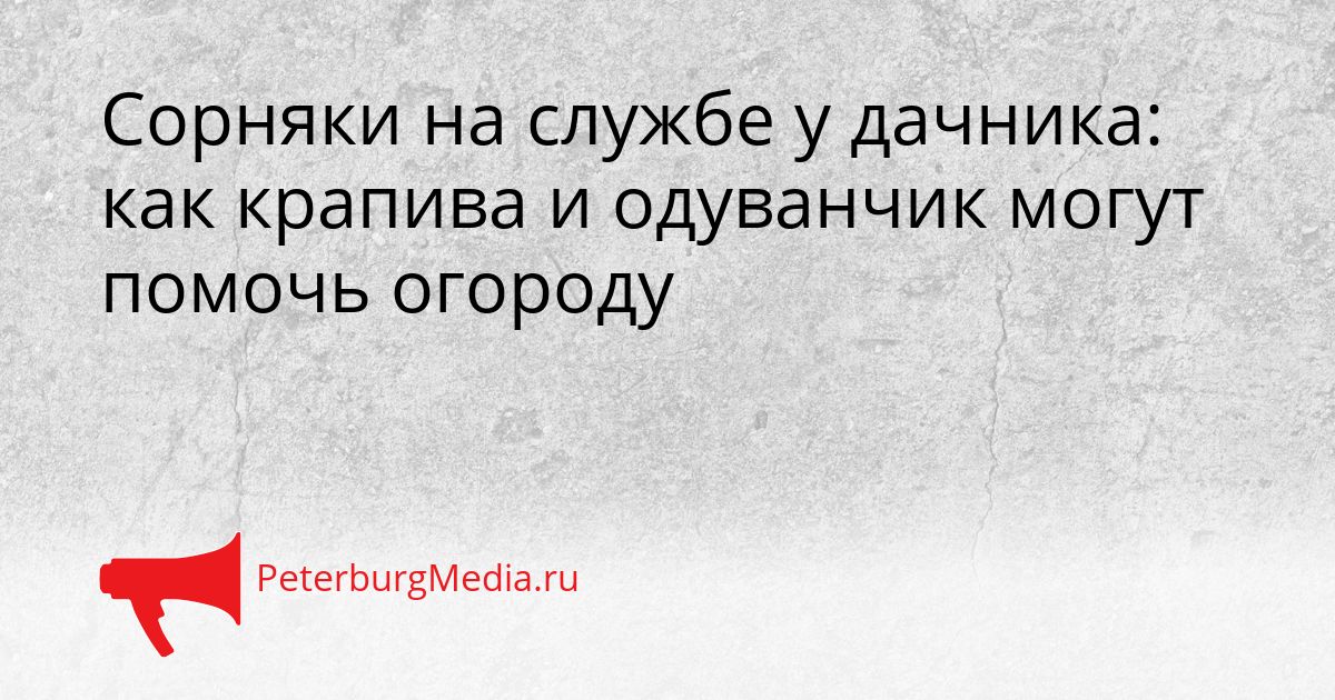 Сорняки на службе у дачника: как крапива и одуванчик могут помочь огороду