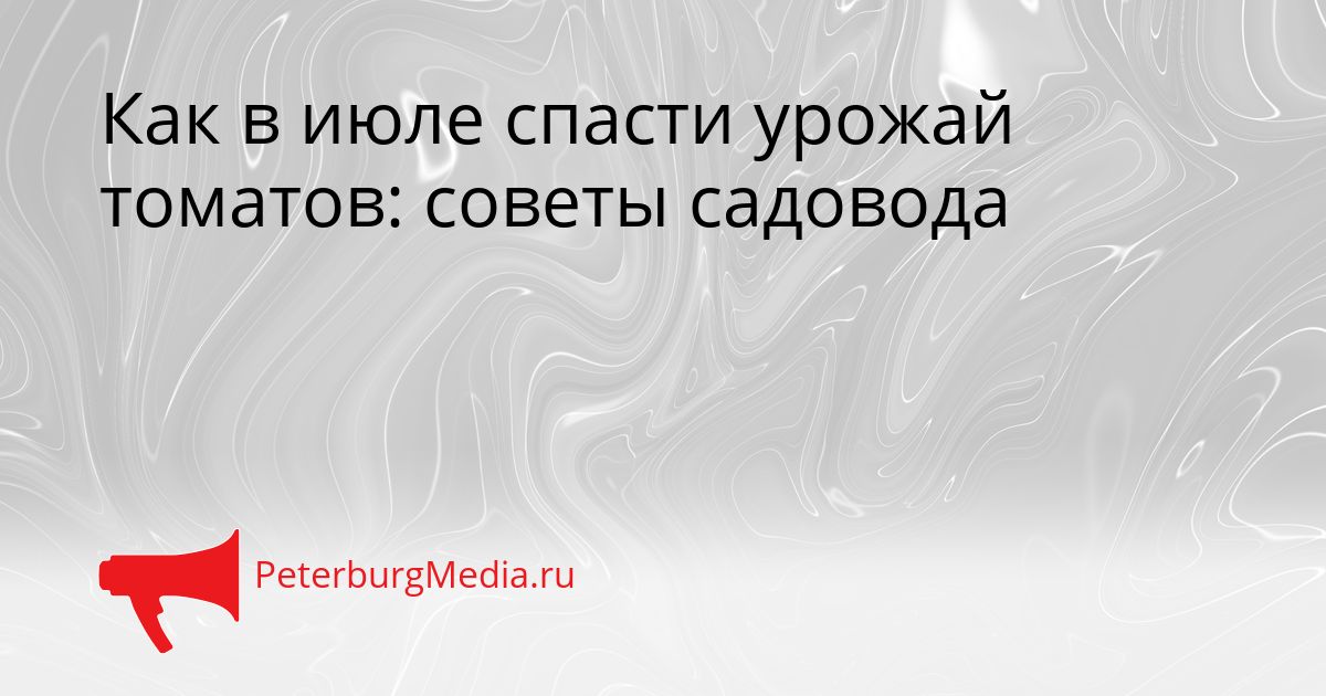 Как в июле спасти урожай томатов: советы садовода