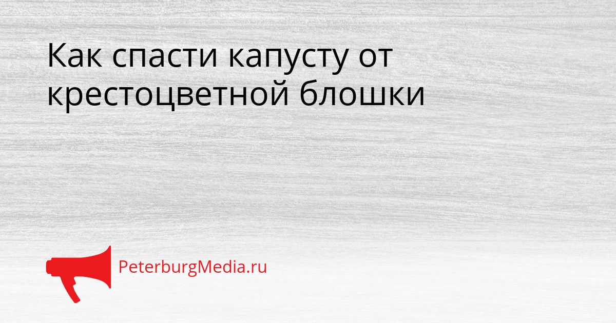 Как спасти капусту от крестоцветной блошки