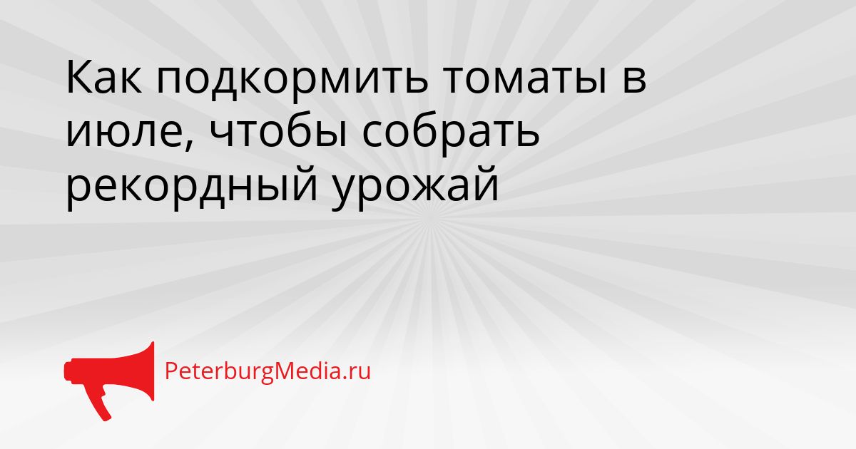 Как подкормить томаты в июле, чтобы собрать рекордный урожай