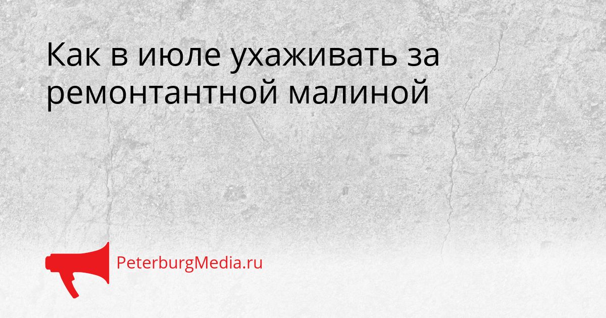 Как в июле ухаживать за ремонтантной малиной