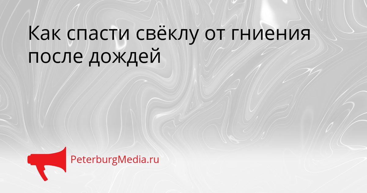 Как спасти свёклу от гниения после дождей