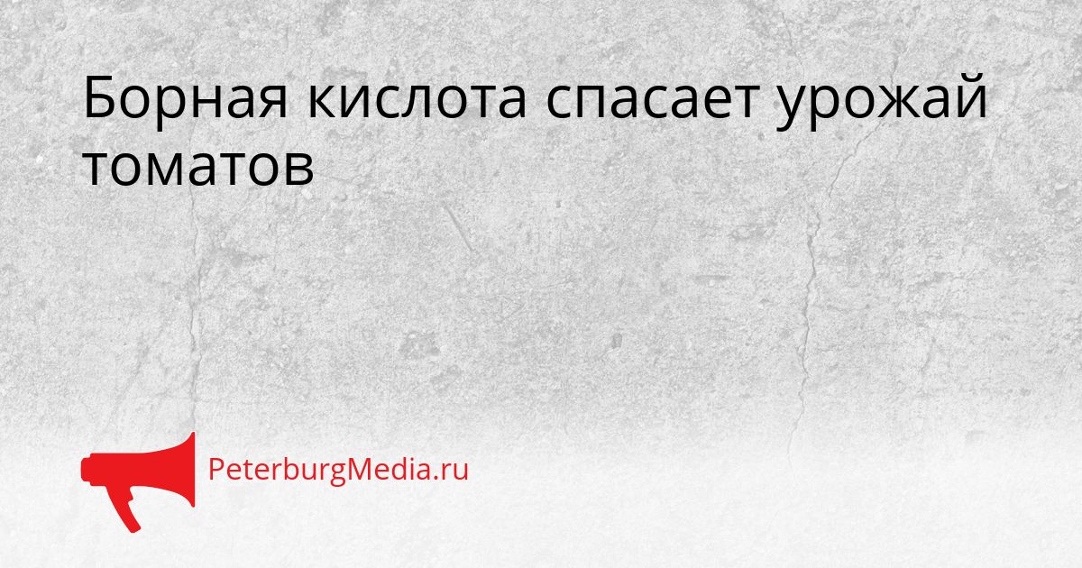 Борная кислота спасает урожай томатов