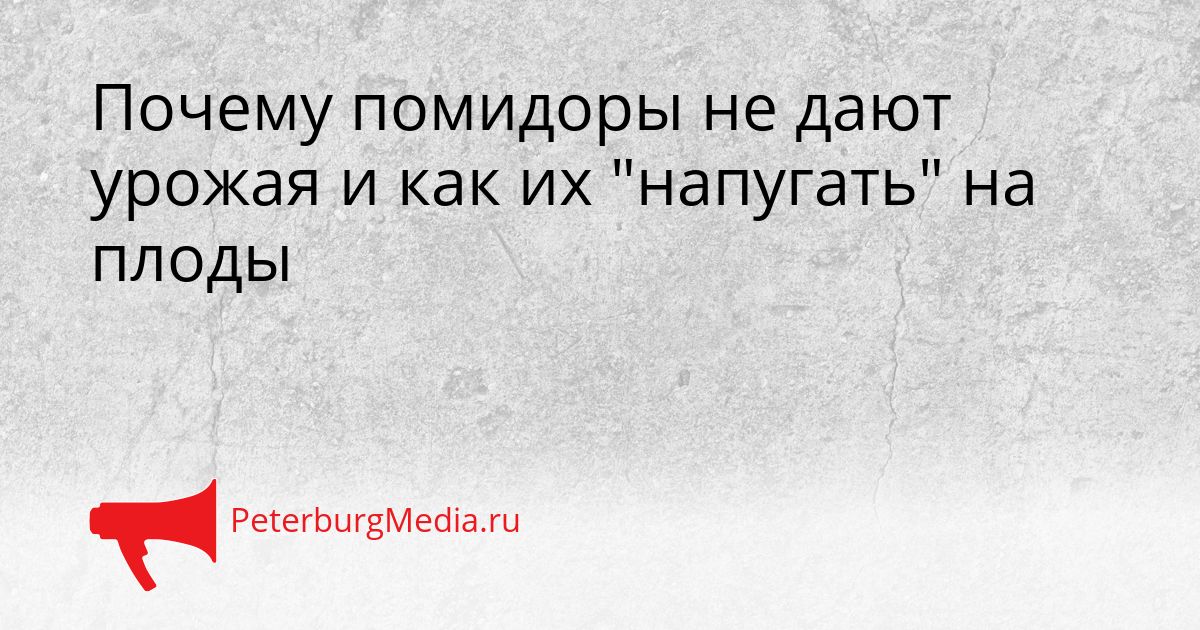 Почему помидоры не дают урожая и как их "напугать" на плоды