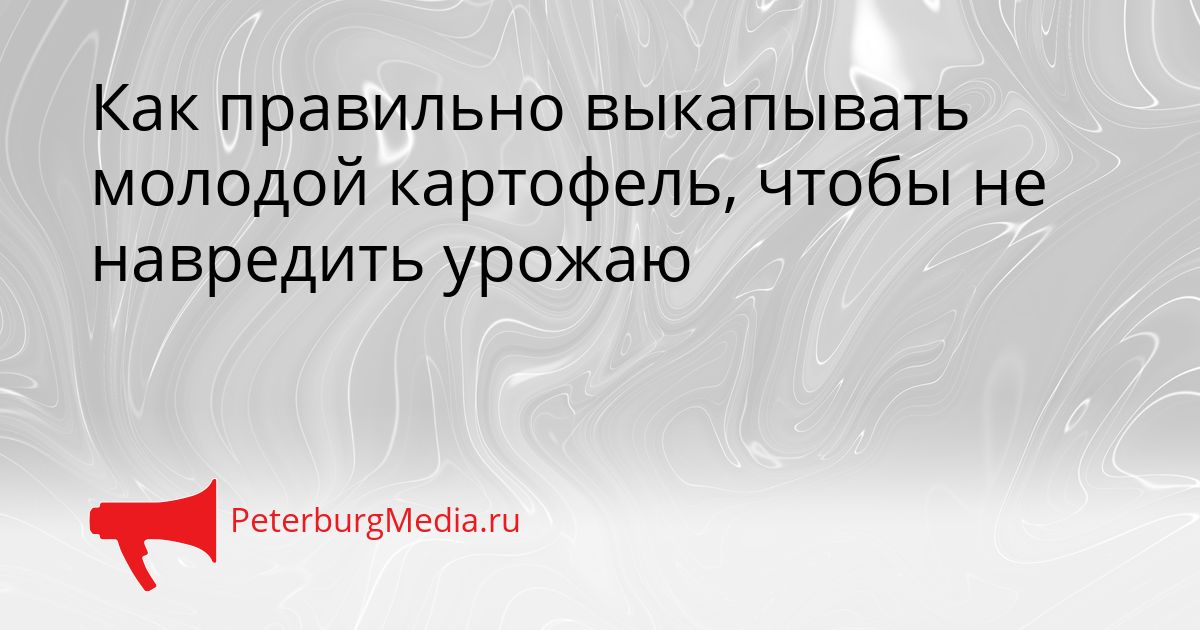 Как правильно выкапывать молодой картофель, чтобы не навредить урожаю