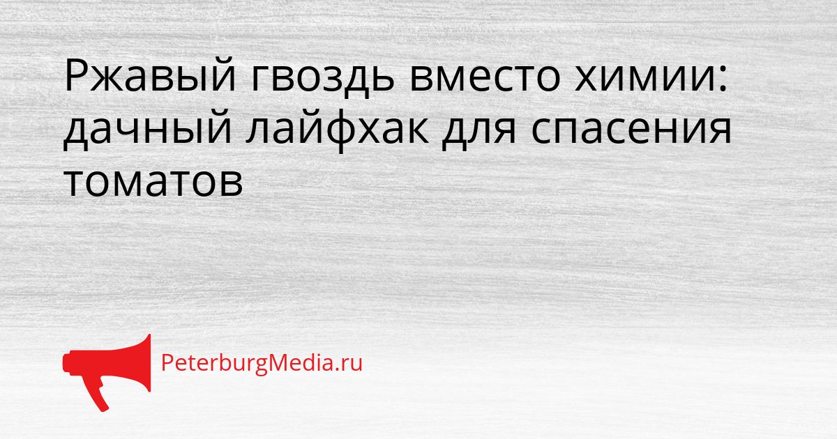 Ржавый гвоздь вместо химии: дачный лайфхак для спасения томатов