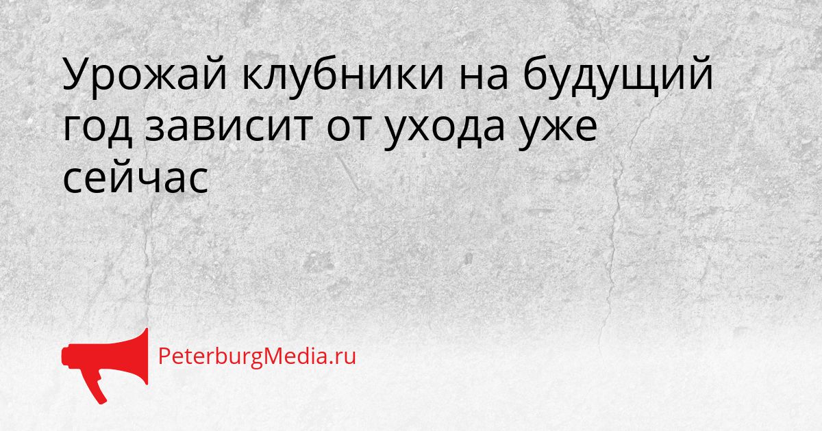 Урожай клубники на будущий год зависит от ухода уже сейчас