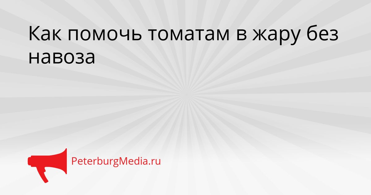 Как помочь томатам в жару без навоза