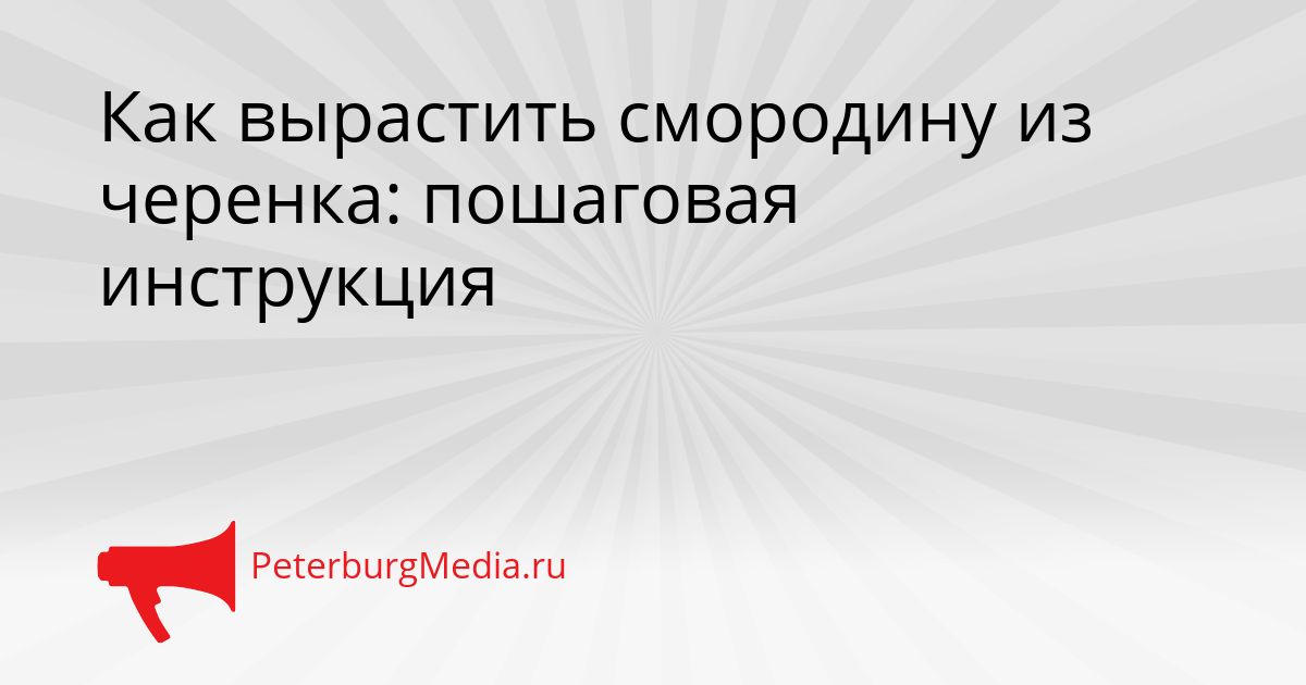 Как вырастить смородину из черенка: пошаговая инструкция