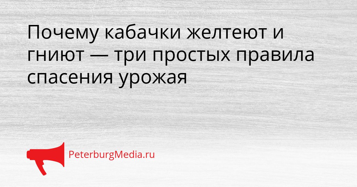 Почему кабачки желтеют и гниют — три простых правила спасения урожая
