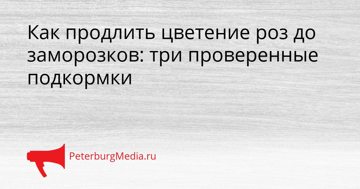 Как продлить цветение роз до заморозков: три проверенные подкормки