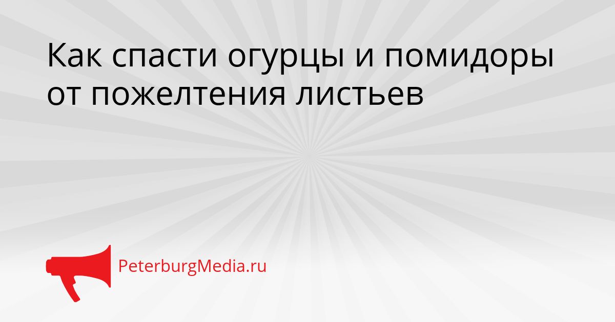 Как спасти огурцы и помидоры от пожелтения листьев