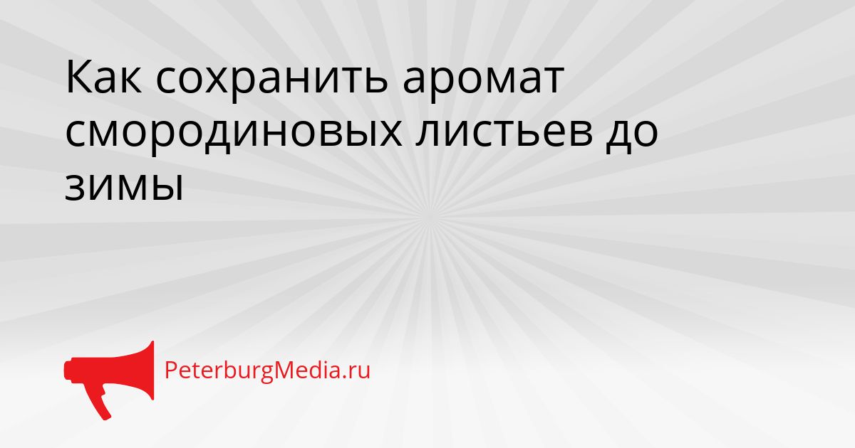 Как сохранить аромат смородиновых листьев до зимы