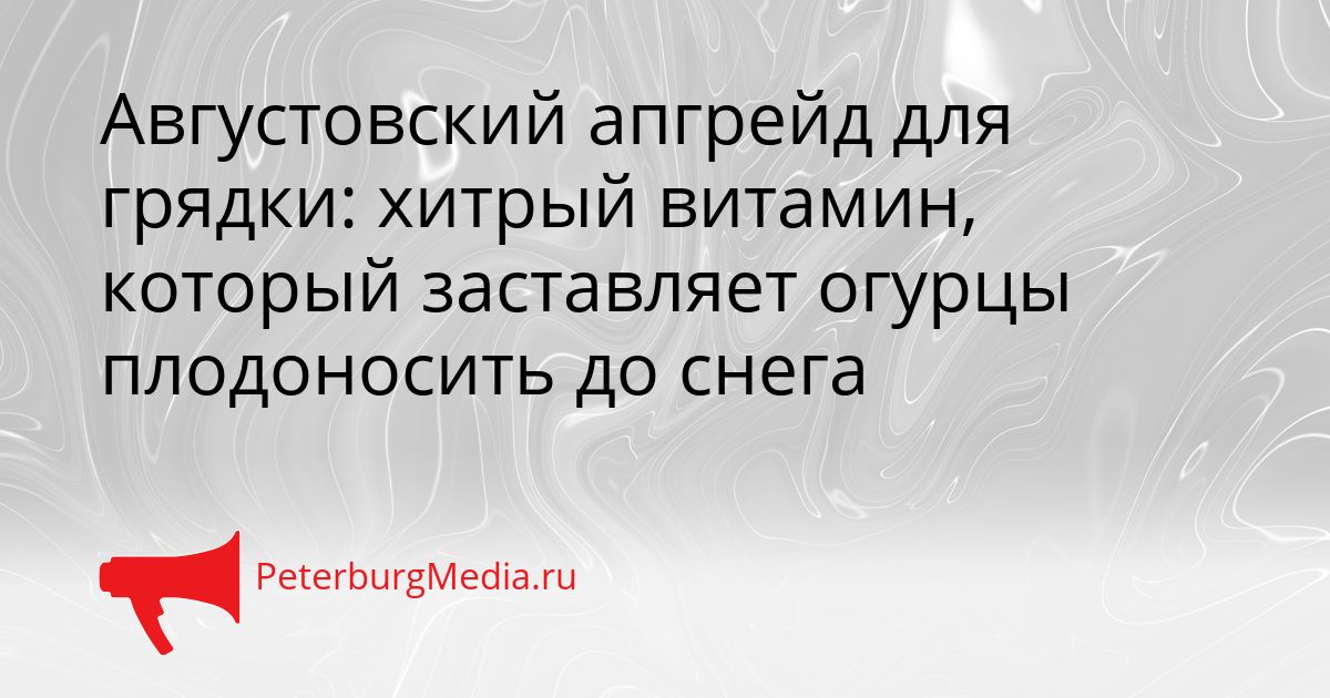 Августовский апгрейд для грядки: хитрый витамин, который заставляет огурцы плодоносить до снега
