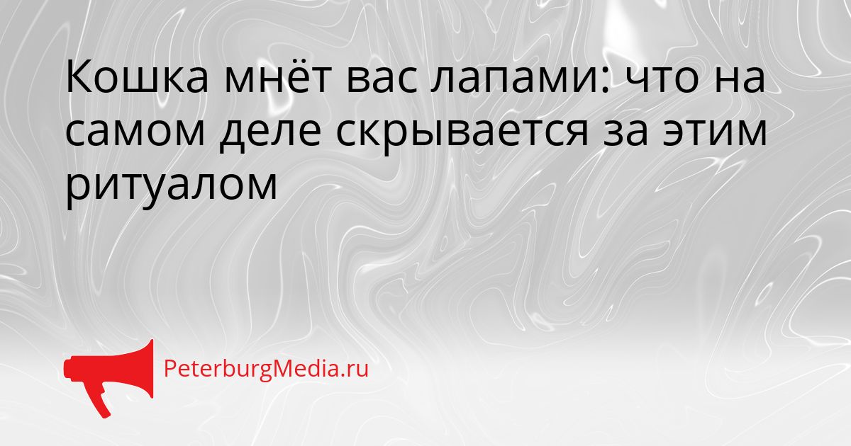 Кошка мнёт вас лапами: что на самом деле скрывается за этим ритуалом