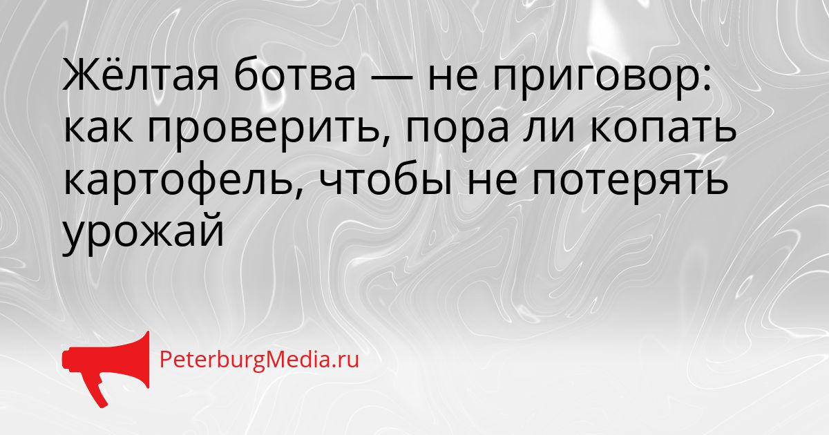 Жёлтая ботва — не приговор: как проверить, пора ли копать картофель, чтобы не потерять урожай