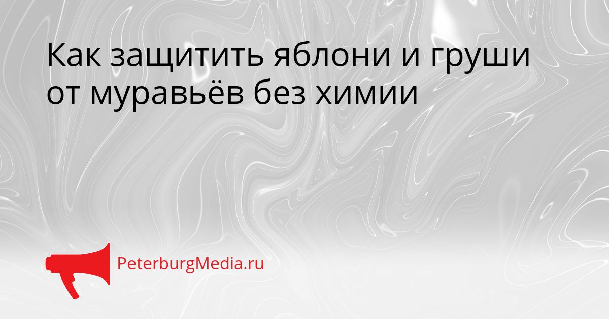 Как защитить яблони и груши от муравьёв без химии Сгенерировано