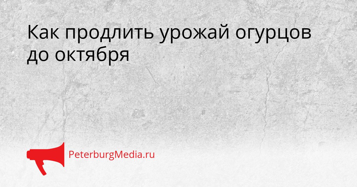 Как продлить урожай огурцов до октября