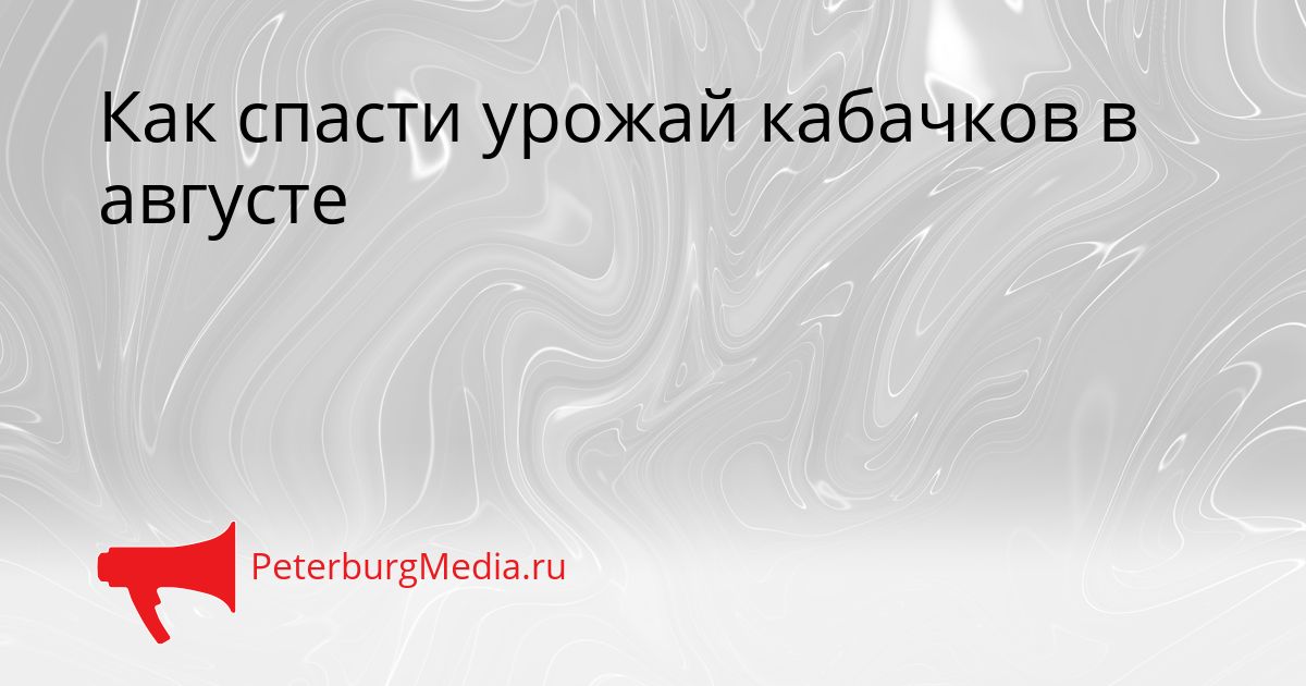 Как спасти урожай кабачков в августе