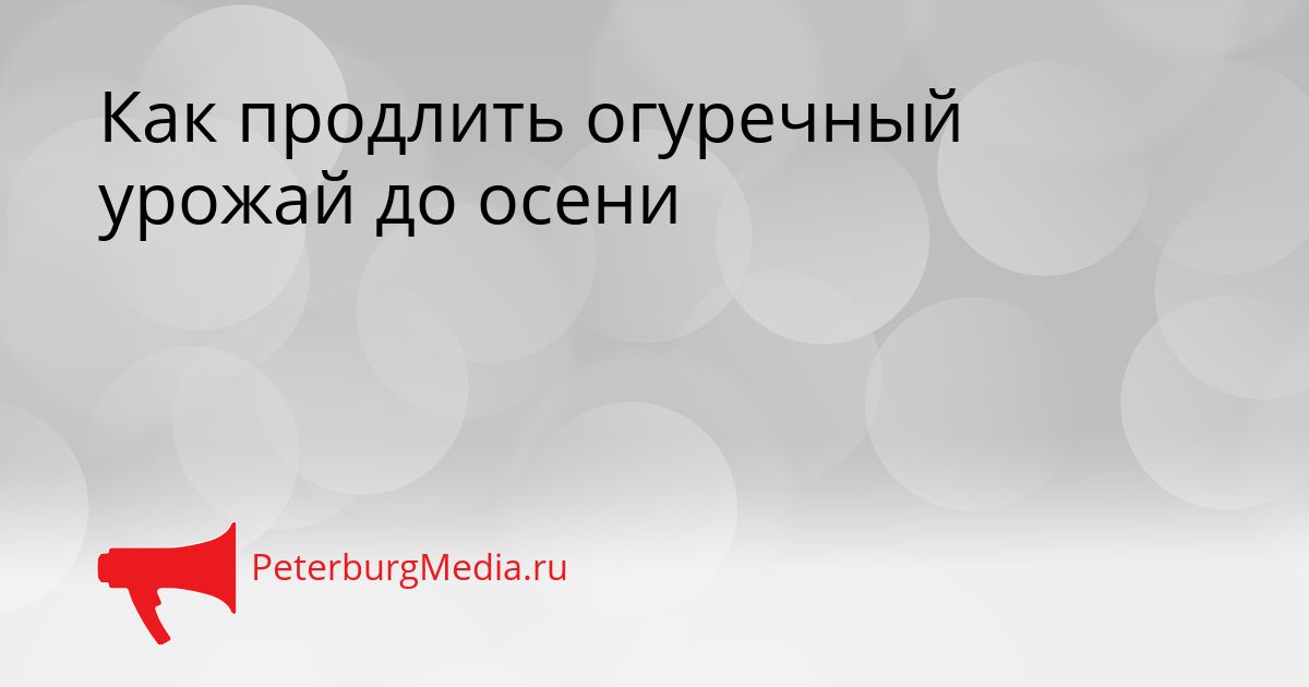 Как продлить огуречный урожай до осени