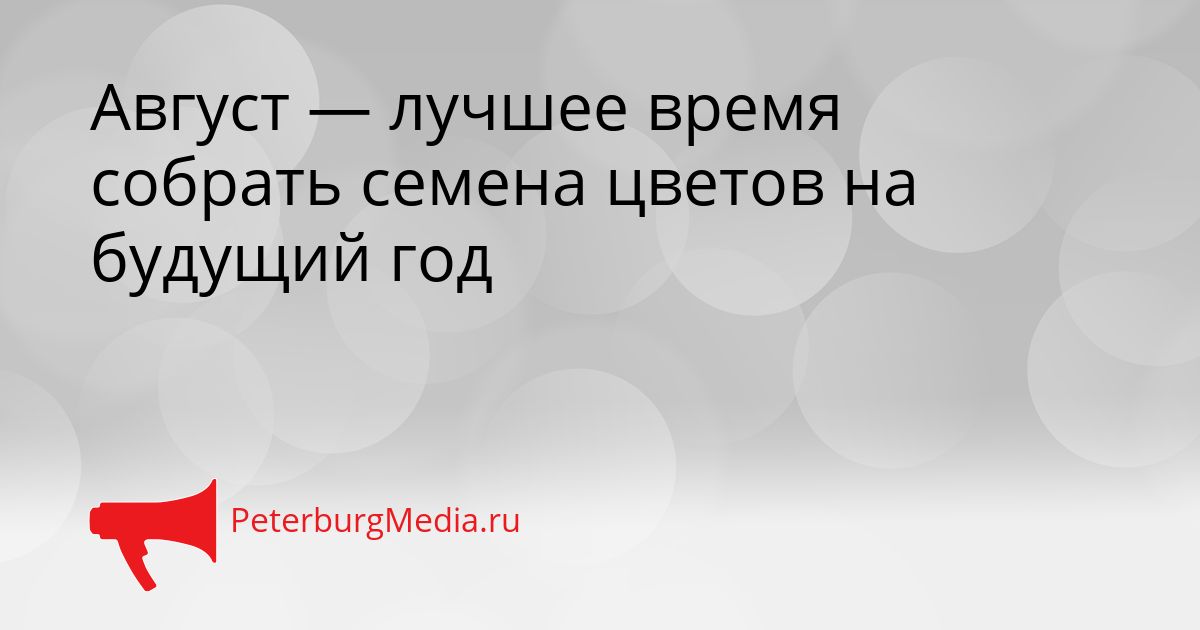 Август — лучшее время собрать семена цветов на будущий год