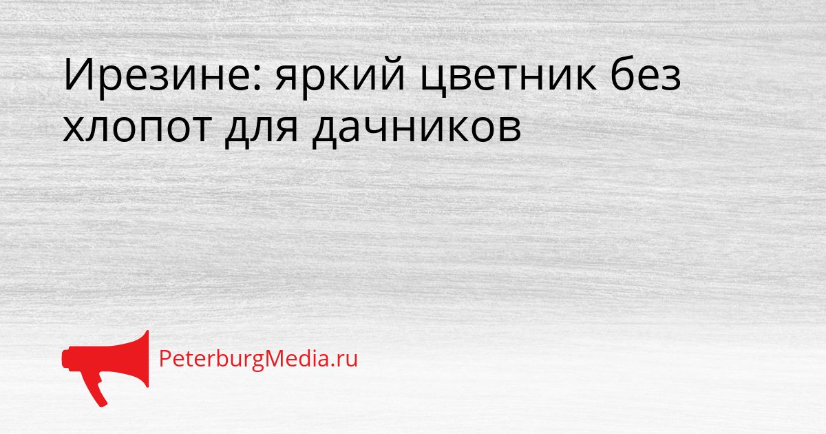 Ирезине: яркий цветник без хлопот для дачников