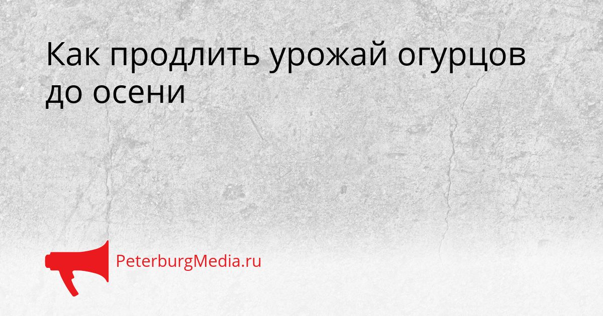 Как продлить урожай огурцов до осени