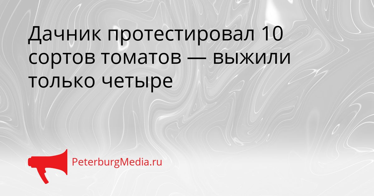 Дачник протестировал 10 сортов томатов — выжили только четыре